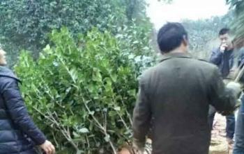 客戶需要(yào / yāo)的(de)小批苗木實拍