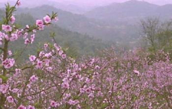 重慶市銅梁區：花卉苗木“小産業”做出(chū)“大(dà)文章” 