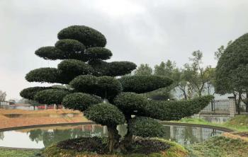 羅漢松苗木屬于(yú)那個(gè)科屬