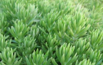 武漢屋頂綠化設計主要(yào / yāo)使用到(dào)什麽植物?