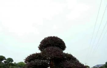 湖南苗木市場有哪些