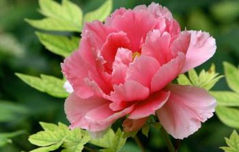芍藥種子(zǐ)怎麽種植