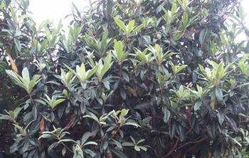 湖南能夠栽植果樹大(dà)全