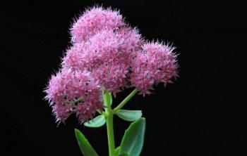 八寶景天花期是(shì)什麽時(shí)候