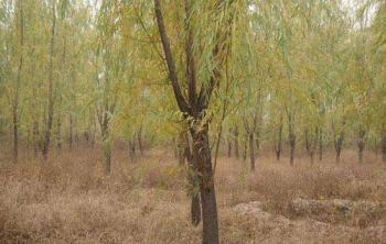 垂柳鹽堿幹旱地(dì / de)栽植技術