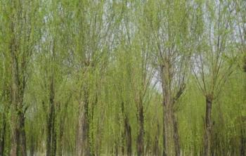 垂柳應該要(yào / yāo)怎麽進行修剪 需要(yào / yāo)注意哪裏事項