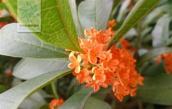 辟謠：花是(shì)血紅色的(de)桂花，血桂純屬扯淡
