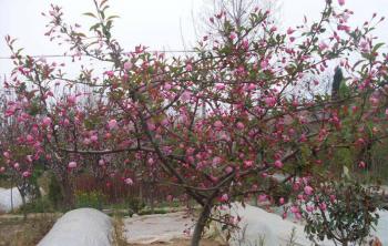 甘肅日本海棠基地(dì / de)種植規模怎麽樣