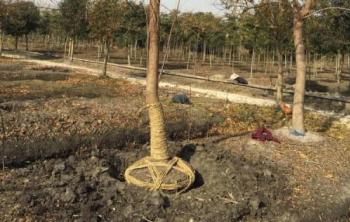 14公分烏桕樹批發基地(dì / de)在(zài)哪裏