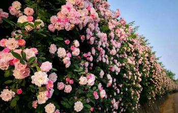 河南地(dì / de)區可以(yǐ)種植薔薇嗎
