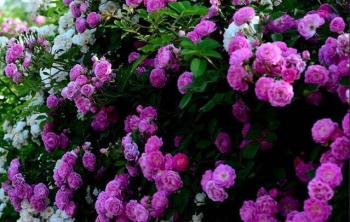 薔薇小苗求購找哪家苗圃哪裏有呀
