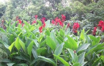 紅花美人(rén)蕉什麽價格