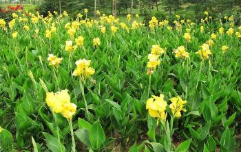 高度150cm美人(rén)蕉什麽價格