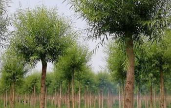哪裏有饅頭柳小苗種植基地(dì / de)