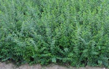 小葉女貞基地(dì / de)種植量都很大(dà)嗎