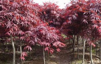3公分紅楓價格多少錢