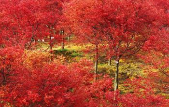 2公分紅楓價格多少錢
