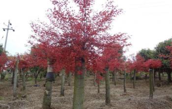 8公分紅楓價格多少錢一(yī / yì ／yí)棵