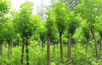 國(guó)槐種植育苗——技術指南（上(shàng)）