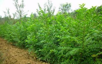 樸樹使用最多的(de)大(dà)規格樹木