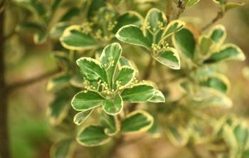 栽植金邊黃楊提升成活率的(de)方法