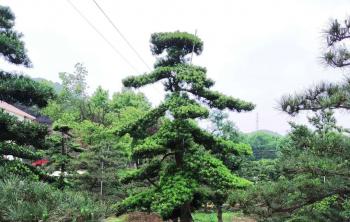 造型羅漢松晚上(shàng)發貨（視頻）