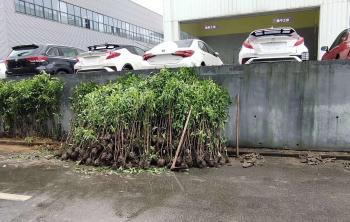 永通集團用法國(guó)冬青做綠籬