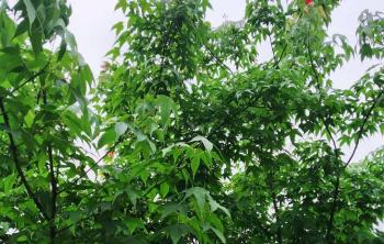 湖南有種植雞爪槭的(de)基地(dì / de)嗎