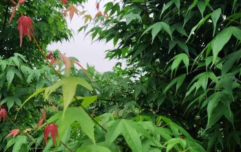 雞爪槭和(hé / huò)紅楓哪個(gè)更貴