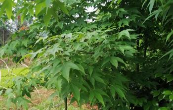 甘肅有種植雞爪槭的(de)基地(dì / de)嗎