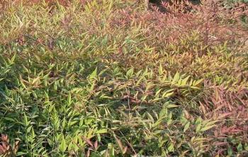 南天竹種植基地(dì / de)