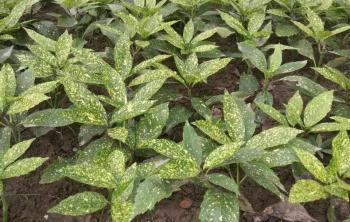 灑金珊瑚一(yī / yì ／yí)平方大(dà)概栽植多少株比較好