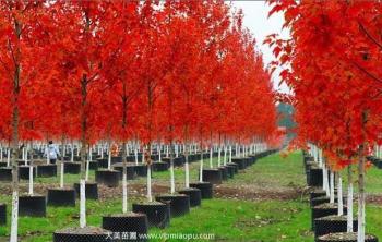 美國(guó)紅楓