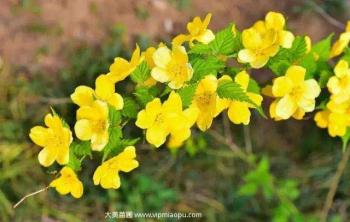 常見花灌木之(zhī)黃花棣棠