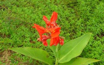大(dà)花美人(rén)蕉