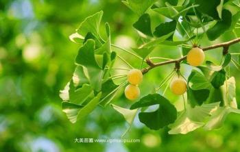 銀杏樹苗哪裏有