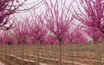 湖南苗木基地(dì / de)大(dà)量供應全規格紫荊