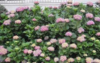 繡球花種子(zǐ)價格是(shì)多少錢一(yī / yì ／yí)斤?