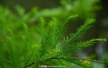 全國(guó)苗木種植區域講解