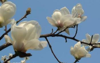 工地(dì / de)上(shàng)常用的(de)白玉蘭樹價格是(shì)多少錢一(yī / yì ／yí)棵