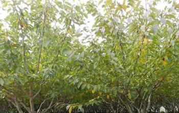 櫻花樹多少錢一(yī / yì ／yí)棵？