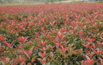 哪裏有紅葉石楠小苗種植基地(dì / de)