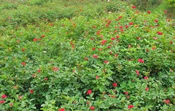 月季花的(de)養殖方法_月季花大(dà)全_月季花什麽時(shí)候開花