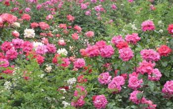 月季花産地(dì / de)_批發月季花_月季花批發價格