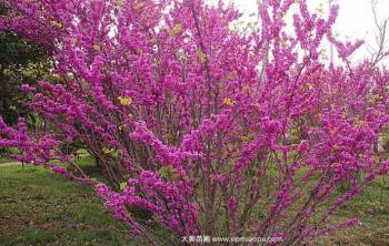 紫荊基地(dì / de)_出(chū)售紫荊樹_紫荊樹低價銷售