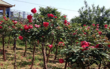 月季花樹苗_月季花小苗_月季花幼苗