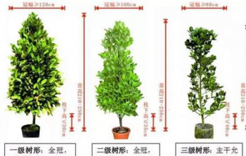什麽樣的(de)苗木才算得上(shàng)是(shì)優質苗