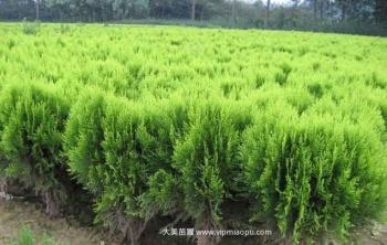 湖南别墅綠化供應價格