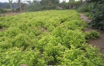 湖南繡線菊基地(dì / de)，自産自銷繡線菊，量大(dà)從優