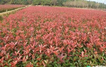 園林綠化紅葉石楠每平方人(rén)工費多少錢
